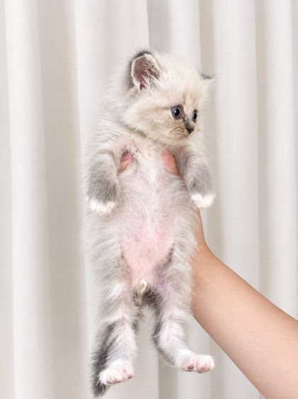 เปอร์เซีย (Persian) แมวเปอร์เซีย