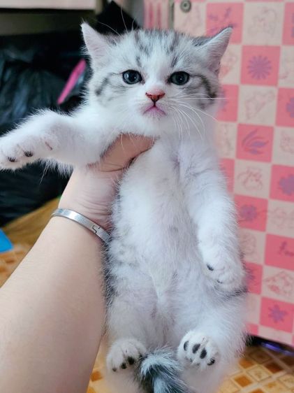 สก็อตติชแท้