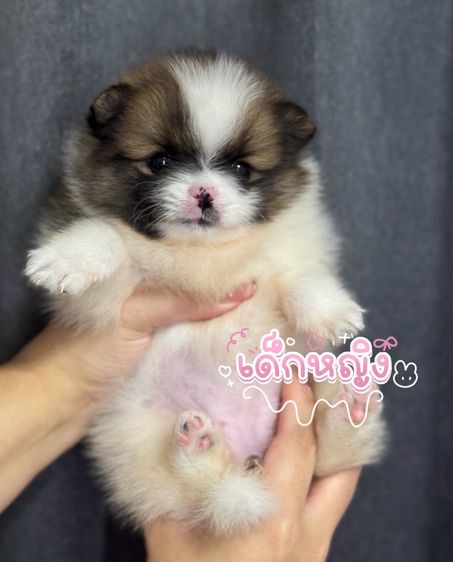 ปอมเมอเรเนียน (Pomeranian) เล็ก ปอมเมอเรเนียน เพศหญิง