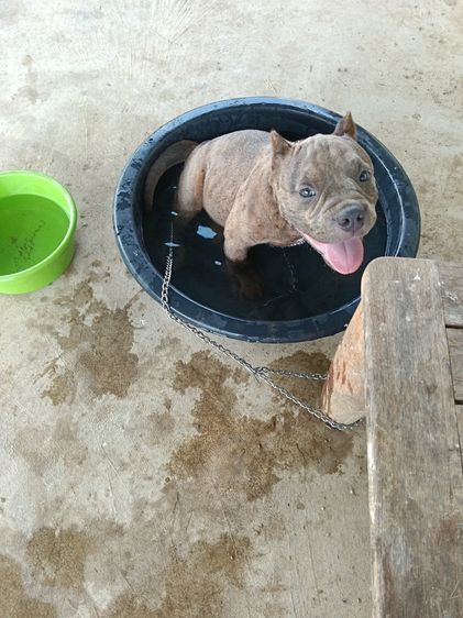 สุนัข อเมรีกันบูลลี่