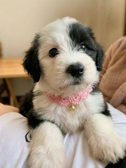 พุดเดิ้ล (Poodle) กลาง สุนัข