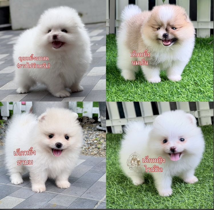 ปอมแท้หน้าหมี รูปที่ 5