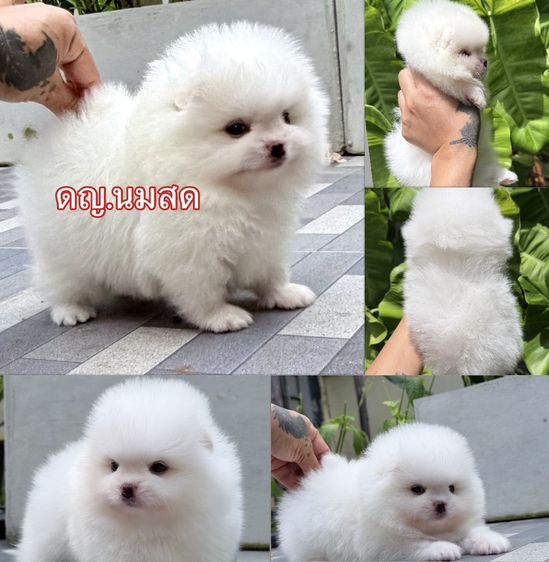 ปอมแท้หน้าหมี รูปที่ 4
