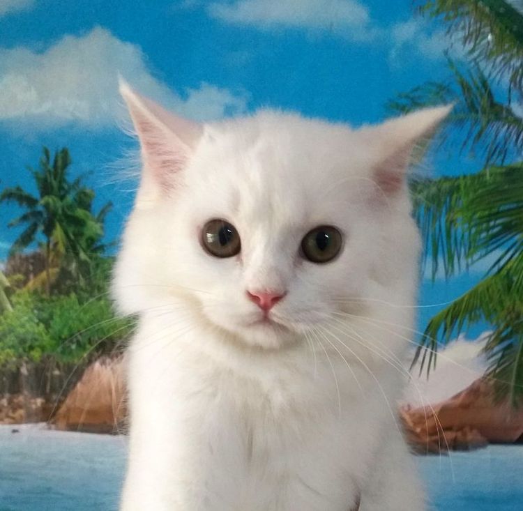 สก็อตติช โฟลด์ (Scottish Fold) แมวสก็อตติช