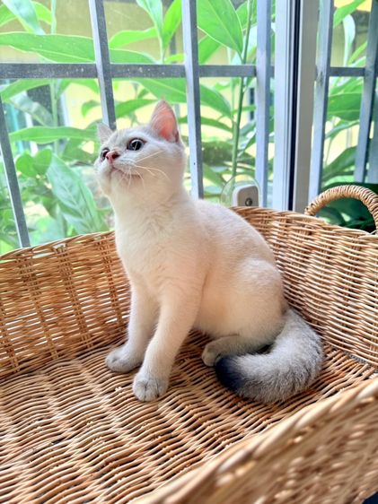 บริติช ชอร์ตแฮร์ (British Shorthair) บริติช ช็อตเเฮร์