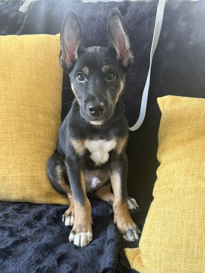 โดเบอร์แมน (Doberman) เล็ก ลูกสุนัขโดเบอร์แมน ผสมพันธุ์ไทย
