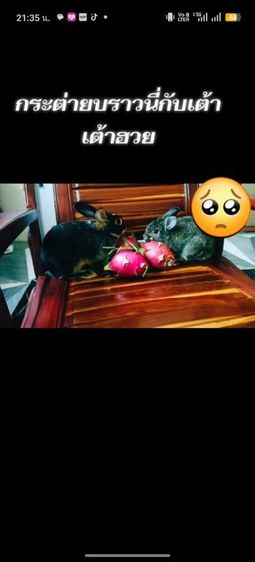 กระต่ายพันธุ์ผสม