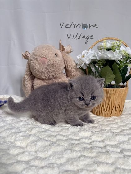 บริติช ชอร์ตแฮร์ (British Shorthair) บริติชช็อตแฮร์