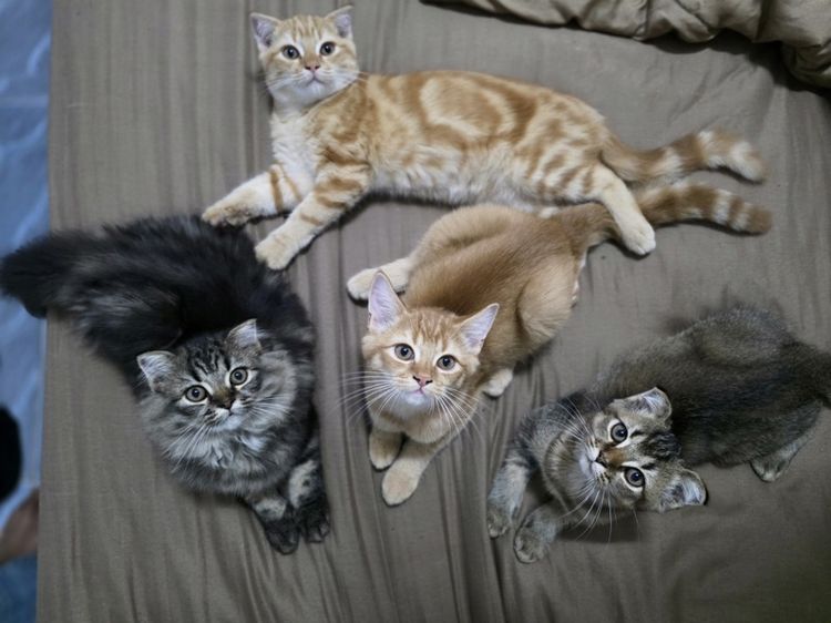 สก็อตติช โฟลด์ (Scottish Fold) สก๊อตติส