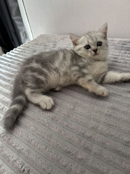 อเมริกัน ชอร์ตแฮร์ (American Shorthair) อเมริกัน ชอร์ตแฮร์