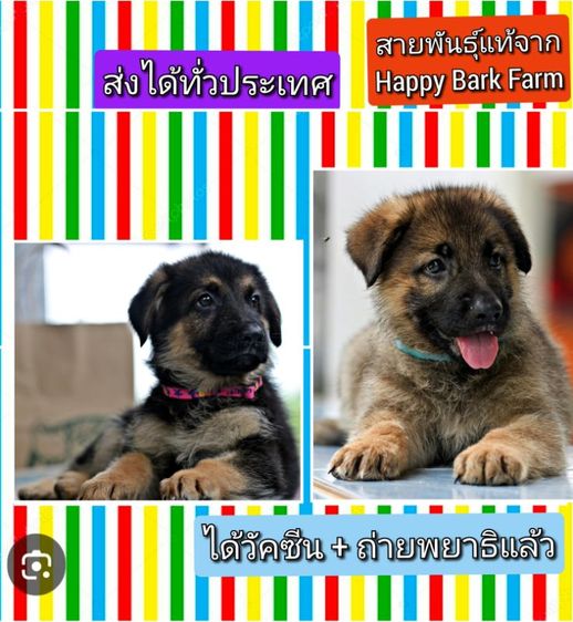 ลูกหมา ลูกสุนัข เยอรมันเชพเพิร์ด พันธุ์แท้จากฟาร์ม k9 ส่งได้ทั่วประเทศ มีทั้งตัวผู้และตัวเมีย หมาพันธุ์ใหญ่