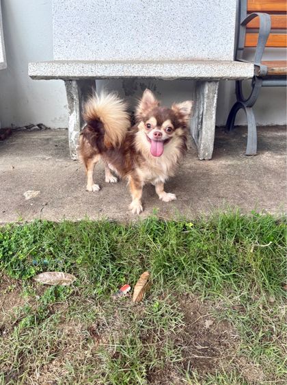 ชิวาวา (Chihuahua) เล็ก ชิวาวาแท้ ขนยาว เพศผู้