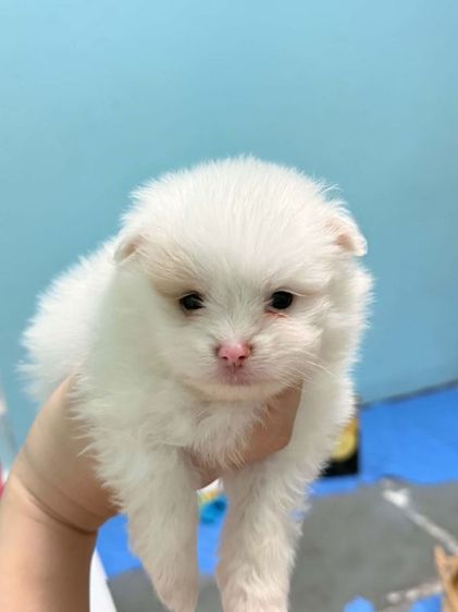ปอมเมอเรเนียน (Pomeranian) ปอมแท้หน้าหมี