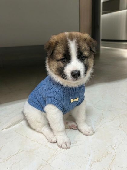 บางแก้ว (Thai Bangkaew Dog) กลาง ลูกเจแปนนิสสปิตผสมบางแก้ว 1000 บาท